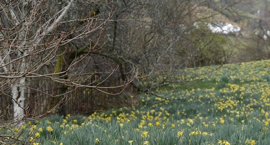 How To Make Sure Your Daffodils Keep Flowering