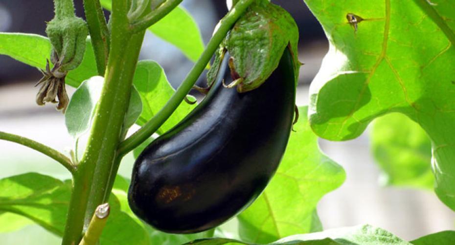 How to grow aubergines (eggplant)