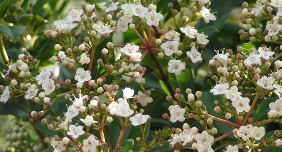 Grow Viburnum For Winter Scent And Colour