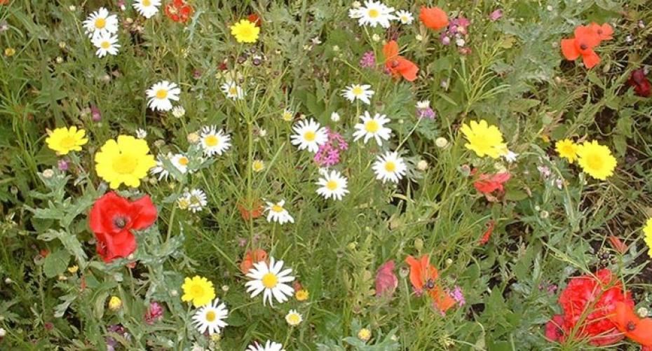 How To Make A Wildlife Meadow