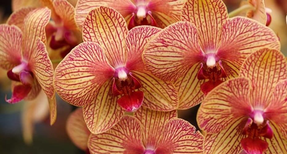 How To Get Your Phalaenopsis (Moth Orchid) To Re-Flower