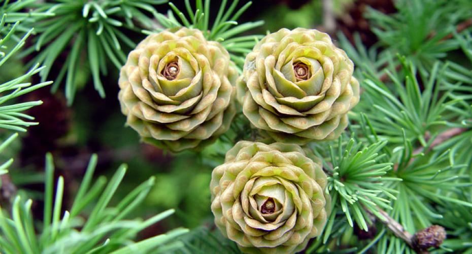 How To Garden With Ever Stylish Conifers