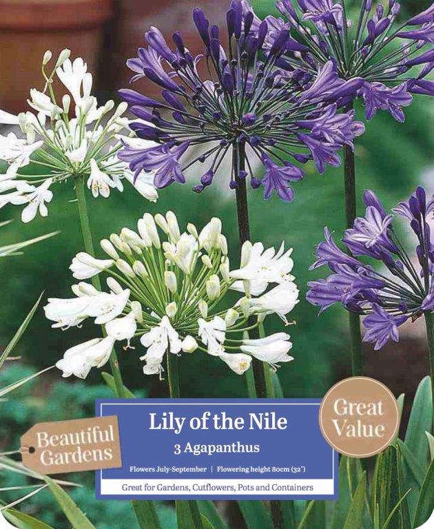 Agapanthus lily of the nile.jpg