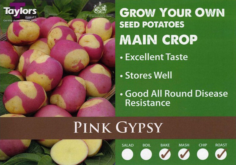 Pink Gypsy main crop 2kg.jpg