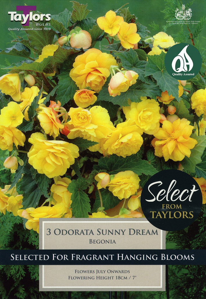 SSE113 Begonia Sunny Dream_0.jpg