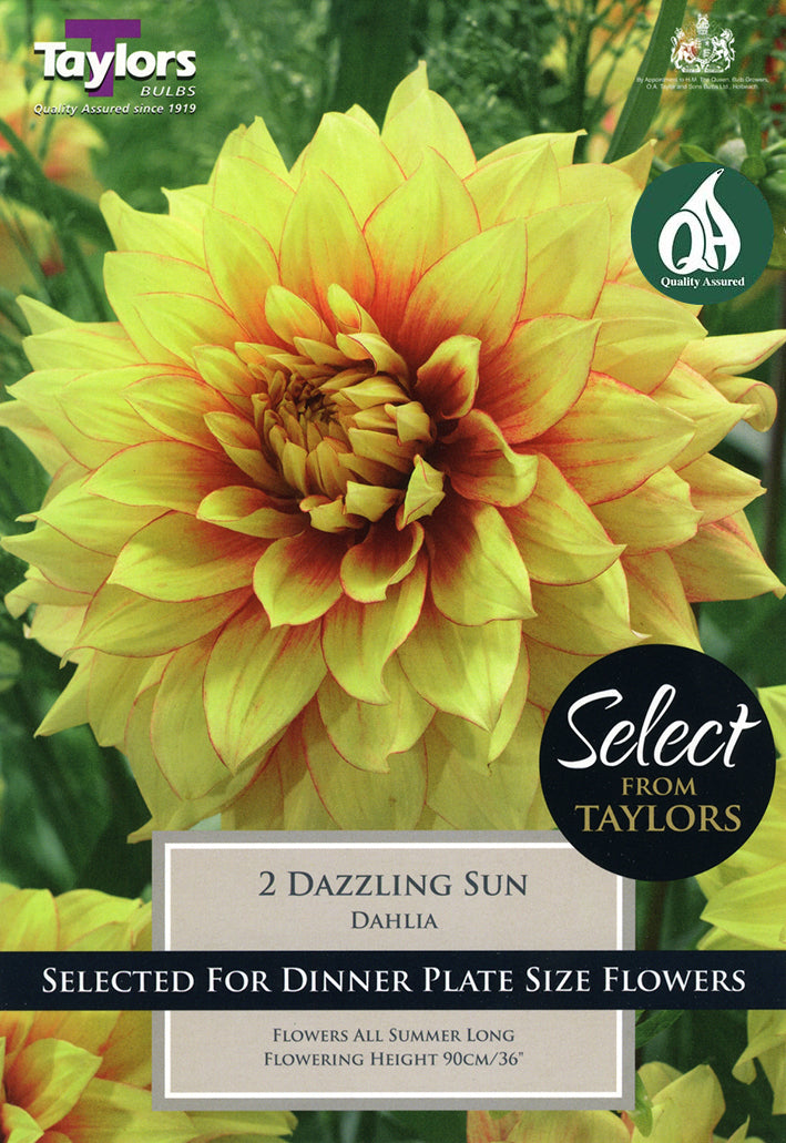 SSE153 Dahlia Dazzling Sun_0.jpg