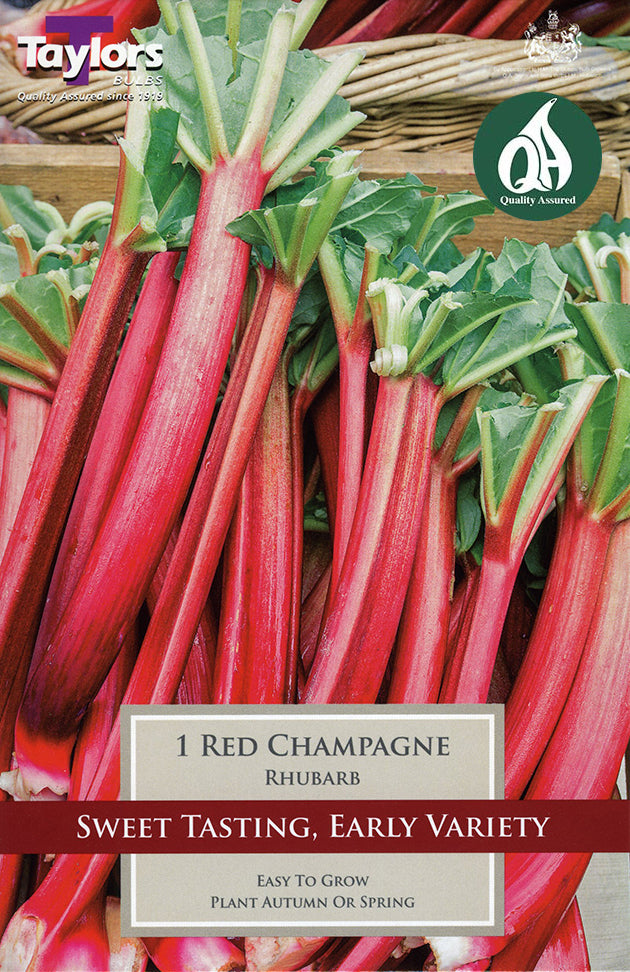 SVEG17C Rhubarb Red Champagne_0.jpg