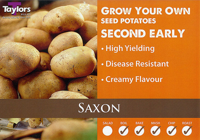 Saxon second early 2kg.jpg