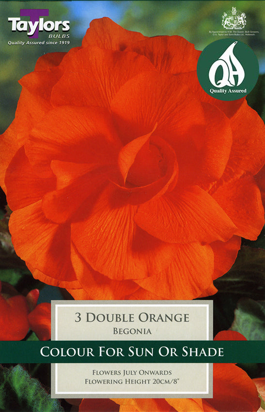TS201 Double Orange Begonia_0.jpg