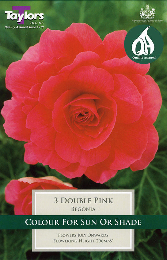 TS203 Double Pink Begonia_0.jpg