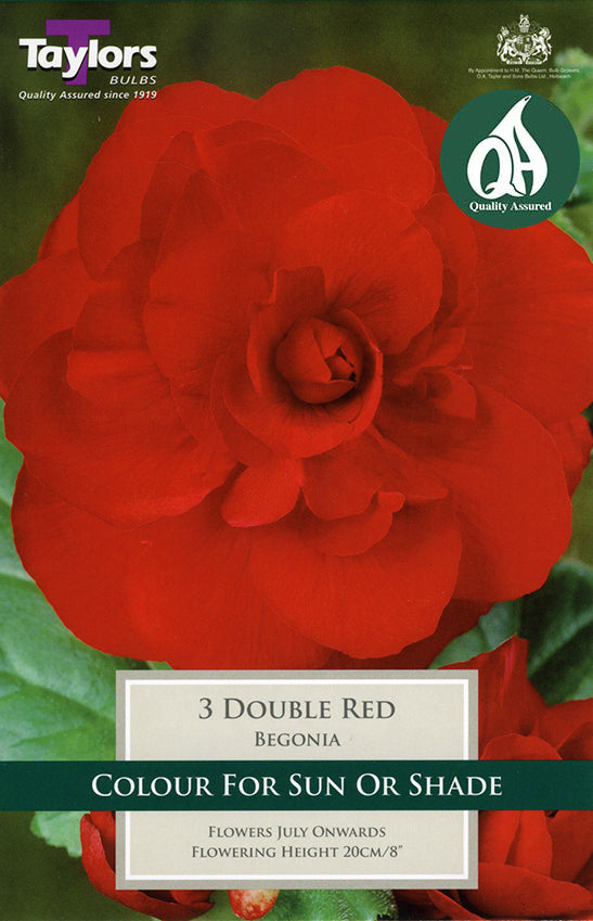 TS205 Double Red Begonia_0.jpg