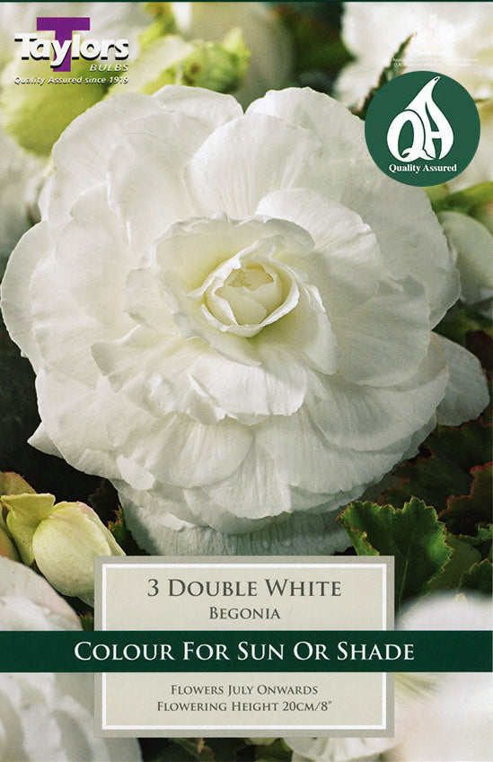 TS207 Double White Begonia_0.jpg