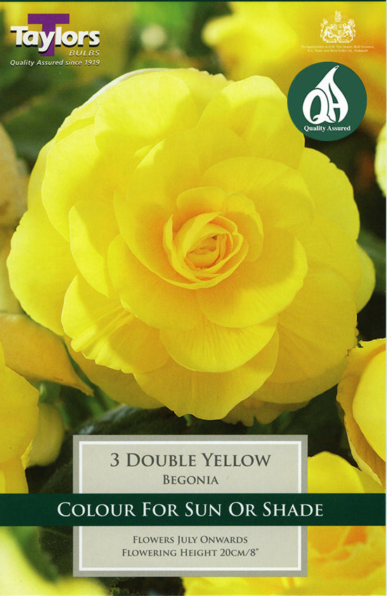 TS209 Double Yellow Begonia_0.jpg