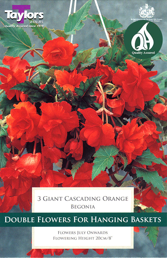 TS223 Giant Cascading Orange_1.jpg