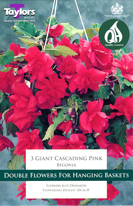 TS225 Giant Cascading Pink_1.jpg