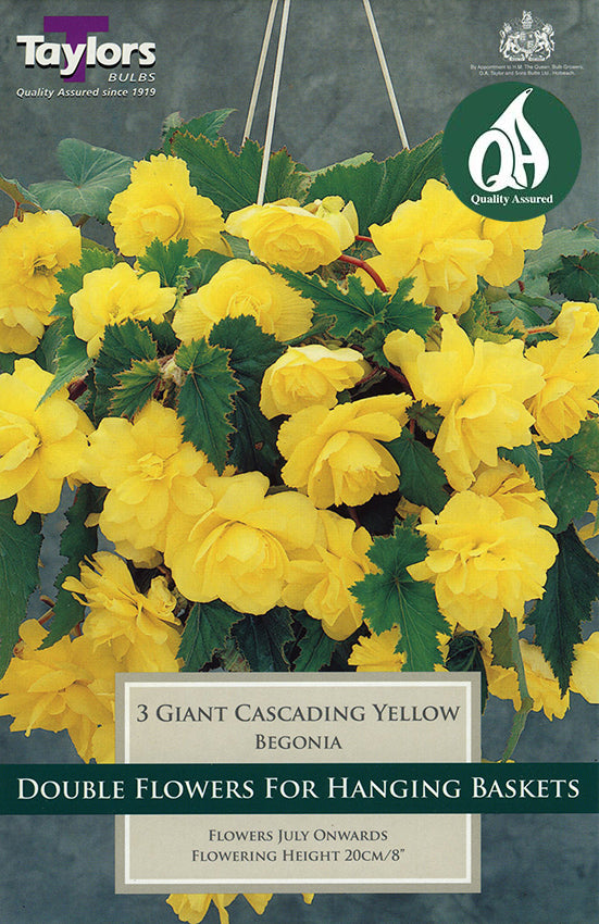 TS231 Giant Cascading Yellow_0.jpg