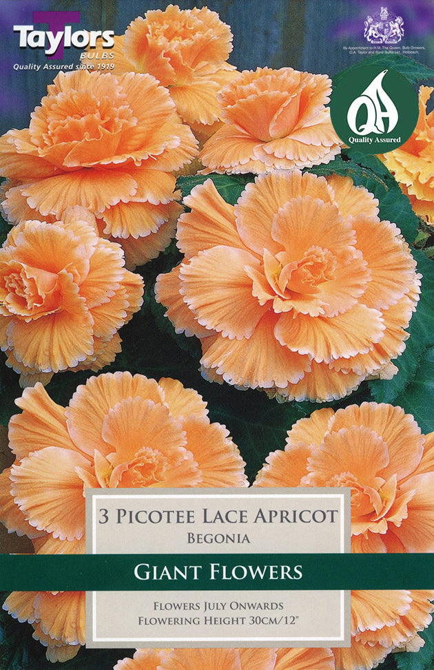 TS278 Picotee Lace Apricot_0.jpg