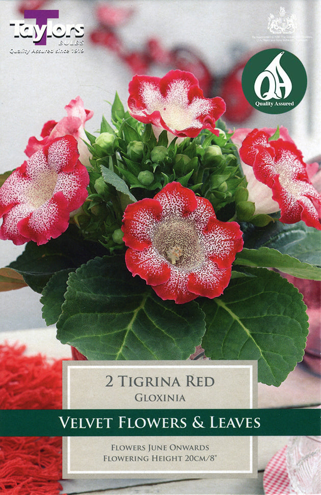TS280 Gloxinia Tigrinia Red_0.jpg