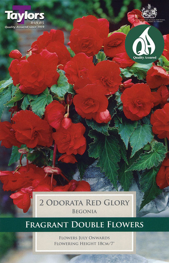 TS283 Odorata Red Glory_0.jpg