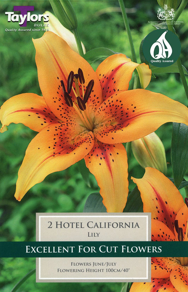 TS530 Hotel California_0.jpg