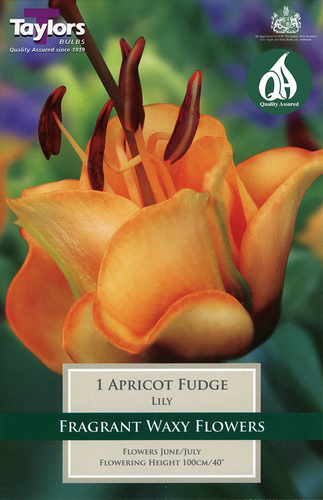 TS563 Apricot Fudge_0.jpg
