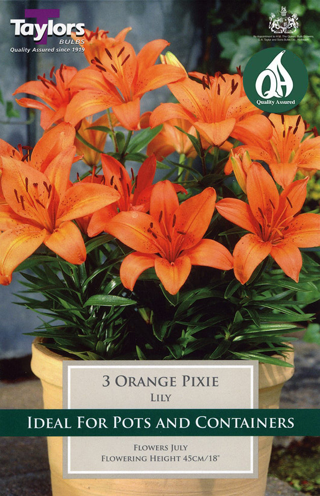TS579 Orange Pixie_0.jpg
