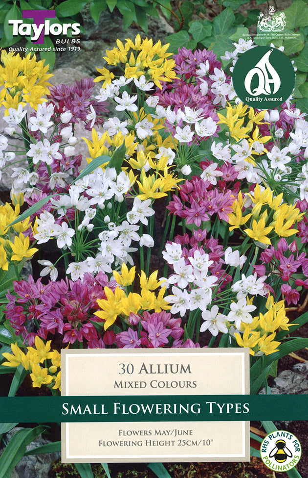 TS619 Allium Mixed_0.jpg
