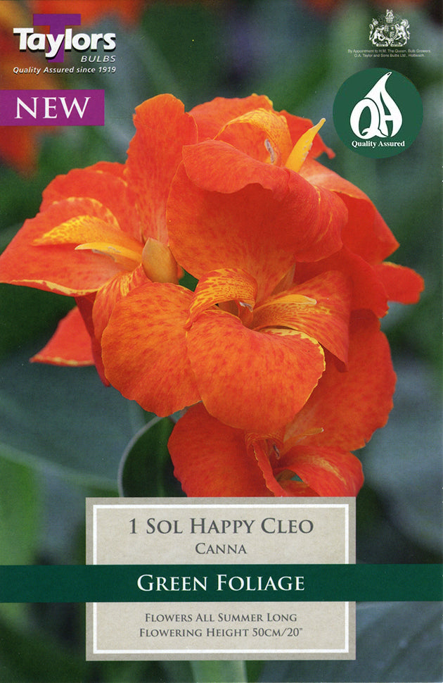 TS645 Canna Sol Happy Cleo_0.jpg