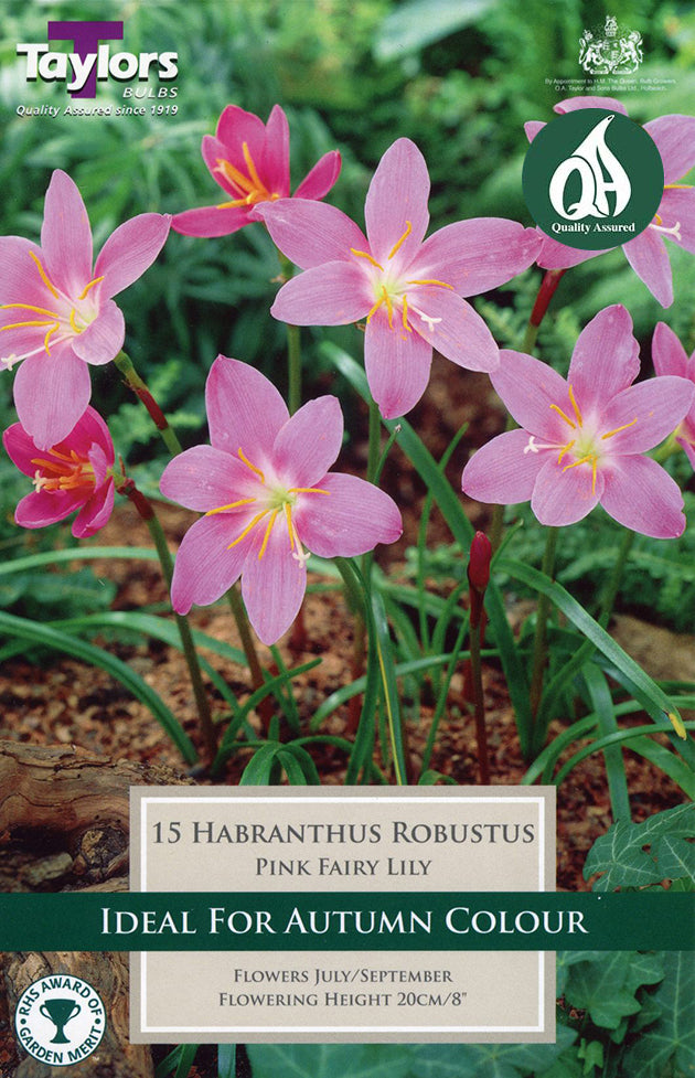 TS743 Habranthus Robustus_0.jpg