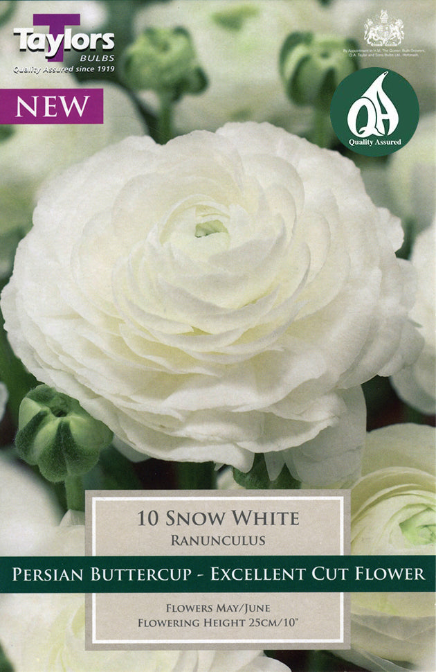 TS783 Ranunculus Snow White_0.jpg