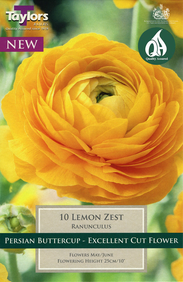 TS784 Ranunculus Lemon Zest_0.jpg