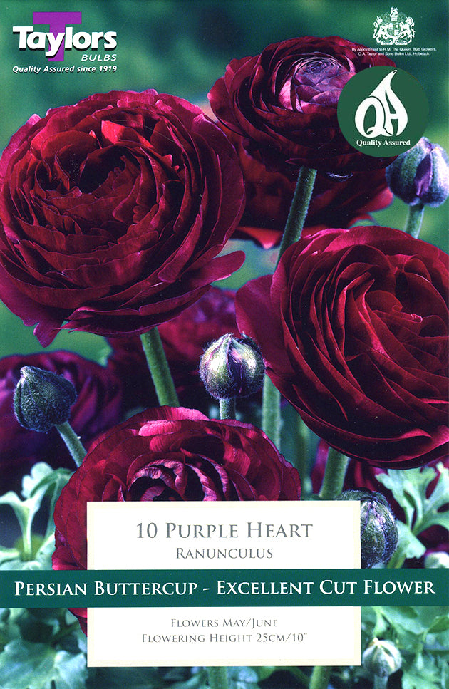 TS786 Ranunculus Purple Heart_0.jpg