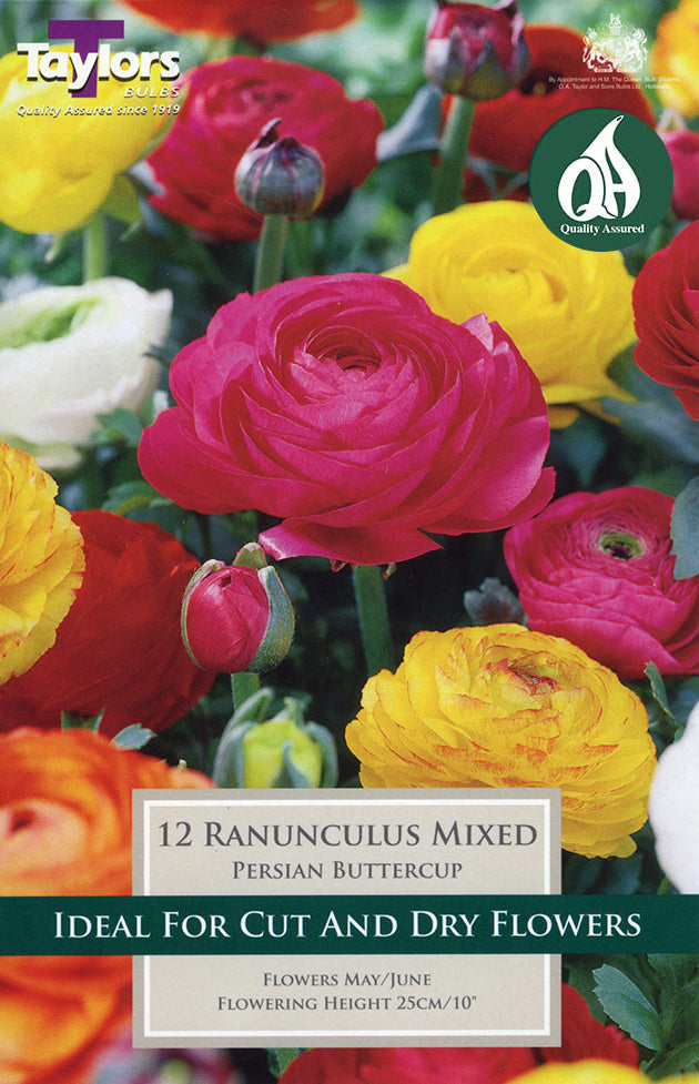 TS787 Ranunculus Mixed_0.jpg