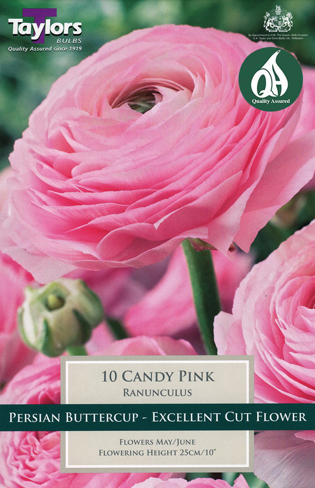 TS794 Ranunculus Candy Pink_0.jpg