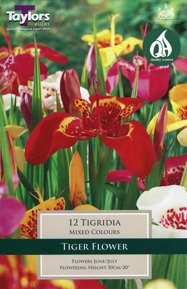TS795 Tigridia_0.jpg