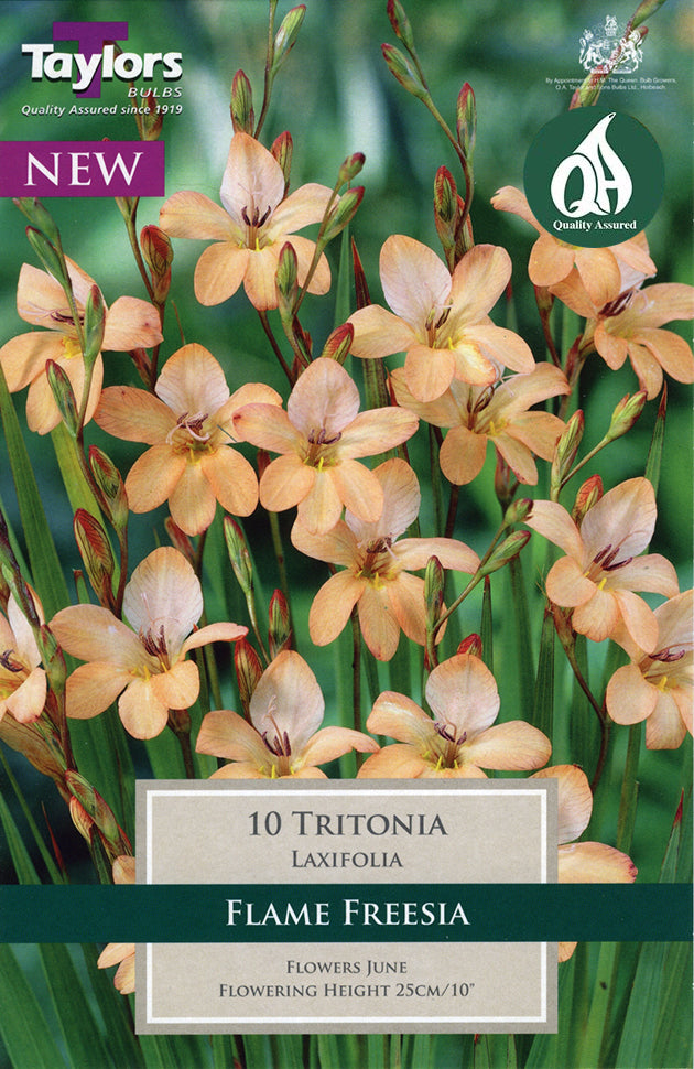 TS799 Tritonia Laxifolia_0.jpg