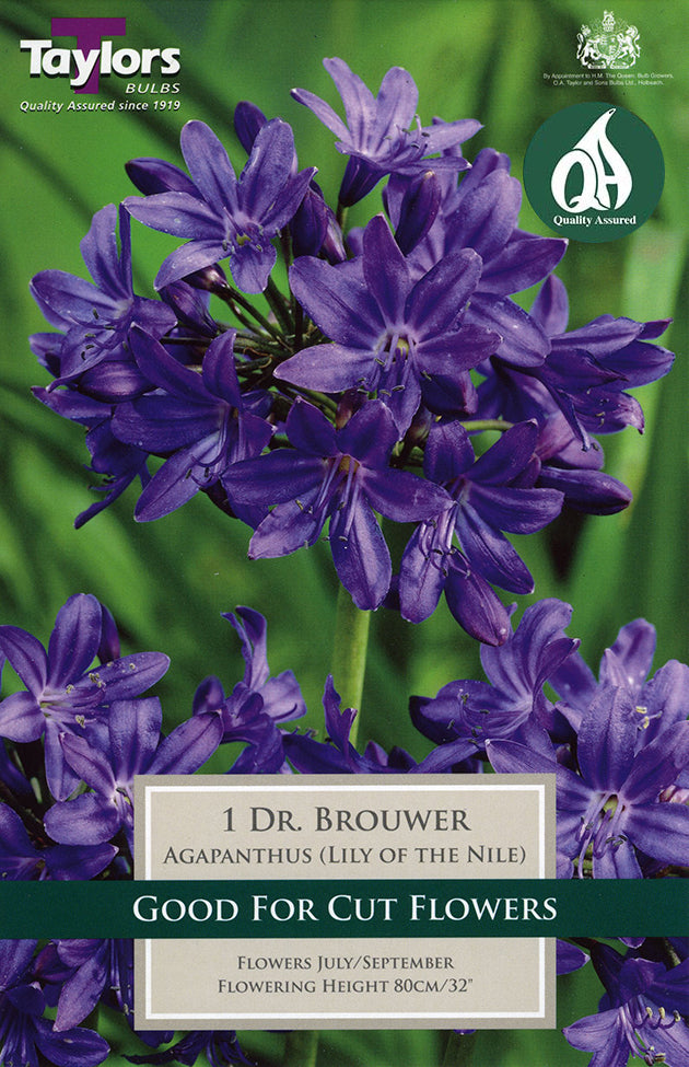 TS800 Agapanthus Dr Brouwer_1.jpg