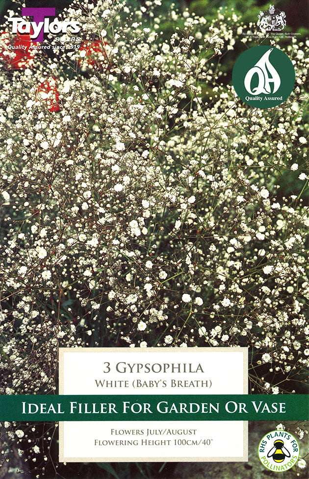 TS829 Gypsophila_0.jpg