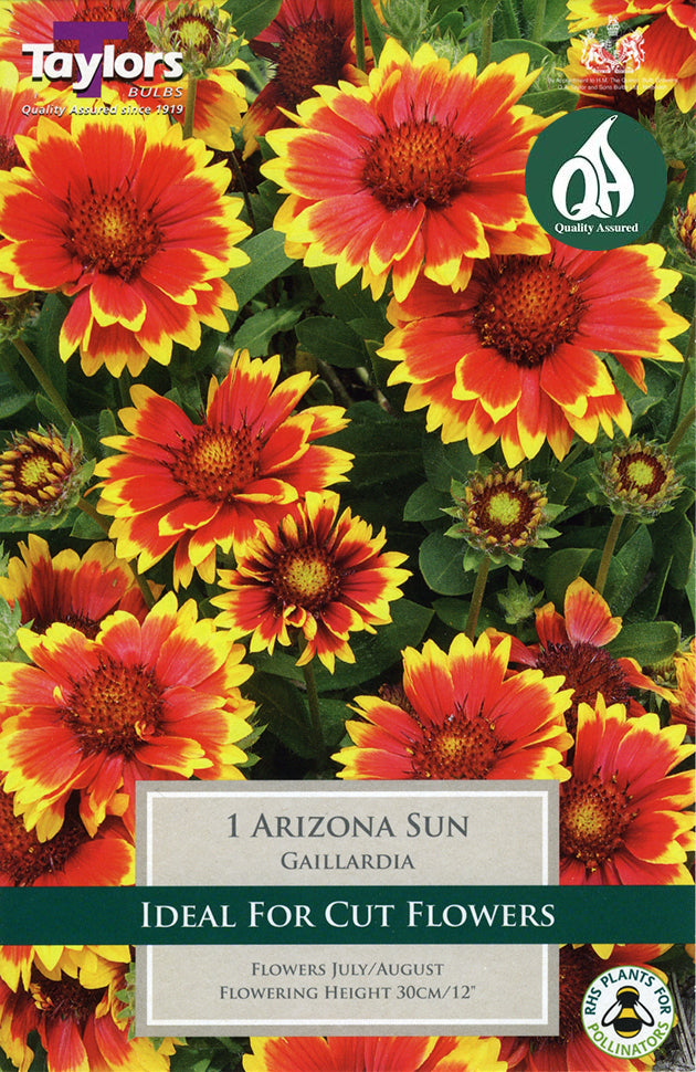 TS852 Gaillardia Arizona Sun_0.jpg