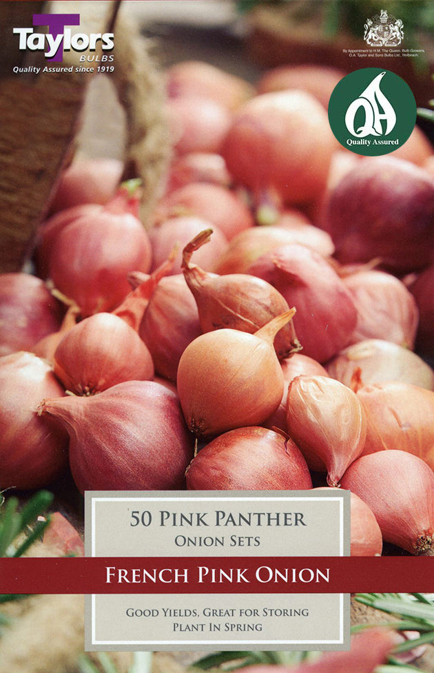 VP268 Onion Pink Panther_0.jpg