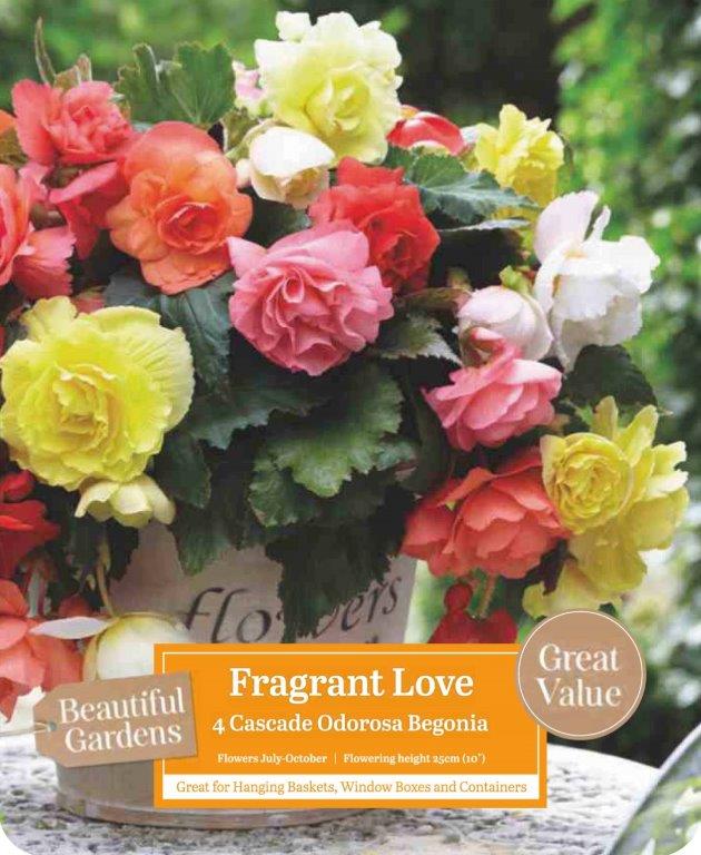 begonia fragrant love.jpg