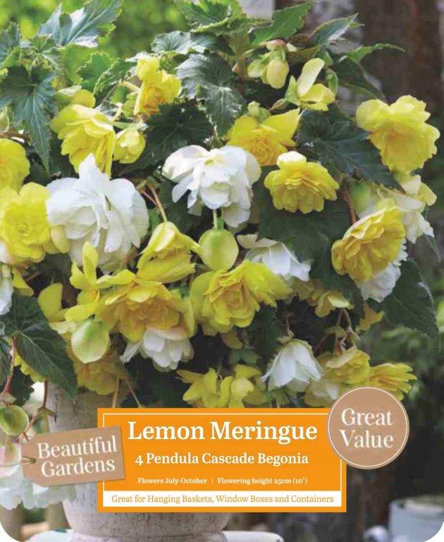 begonia lemon meringue.jpg